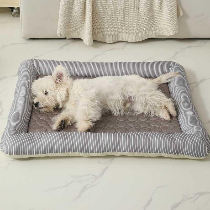 Chien de soie de glace de chat cool