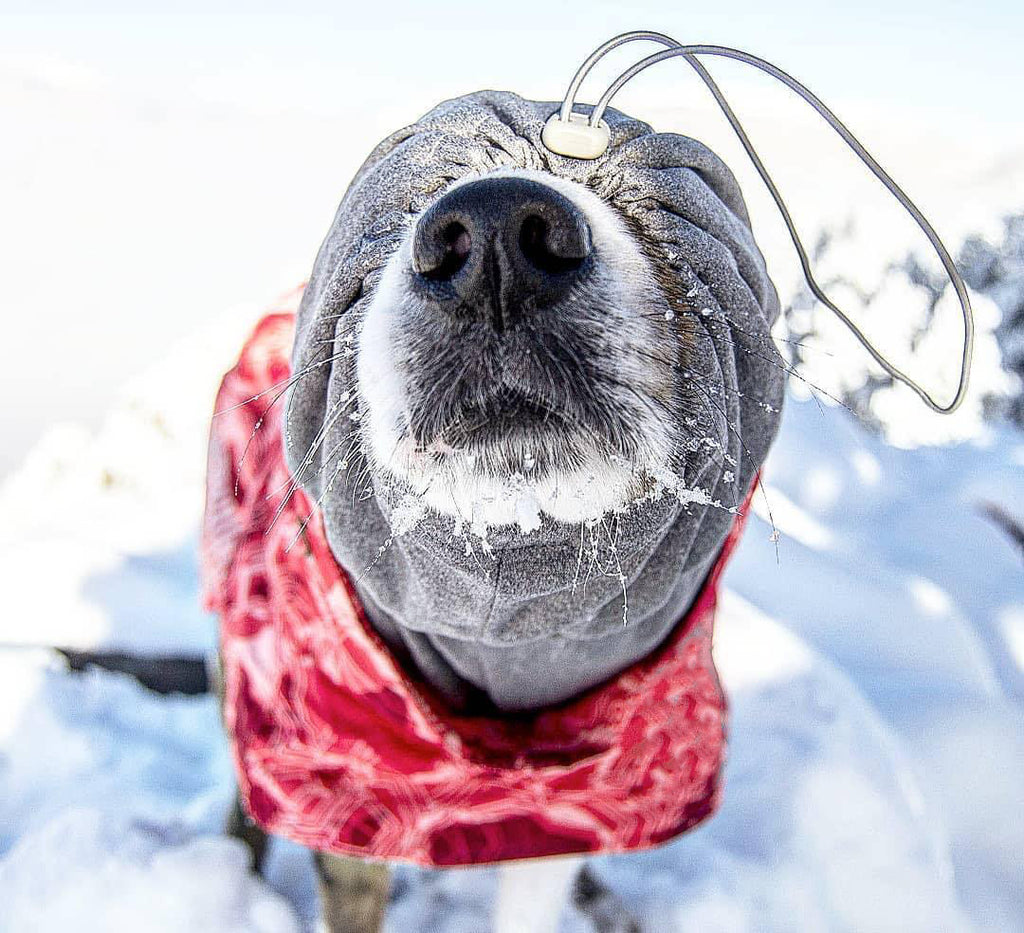 Veste en Coton Grand Chien imperméable à la neige chaude en automne et hiver