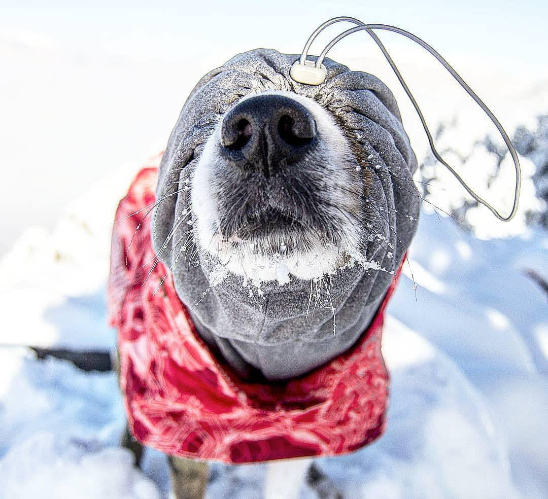 Veste en Coton Grand Chien imperméable à la neige chaude en automne et hiver