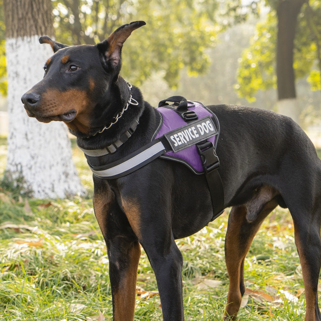Harnais LeashVest-styl pour chiens moyens à grands