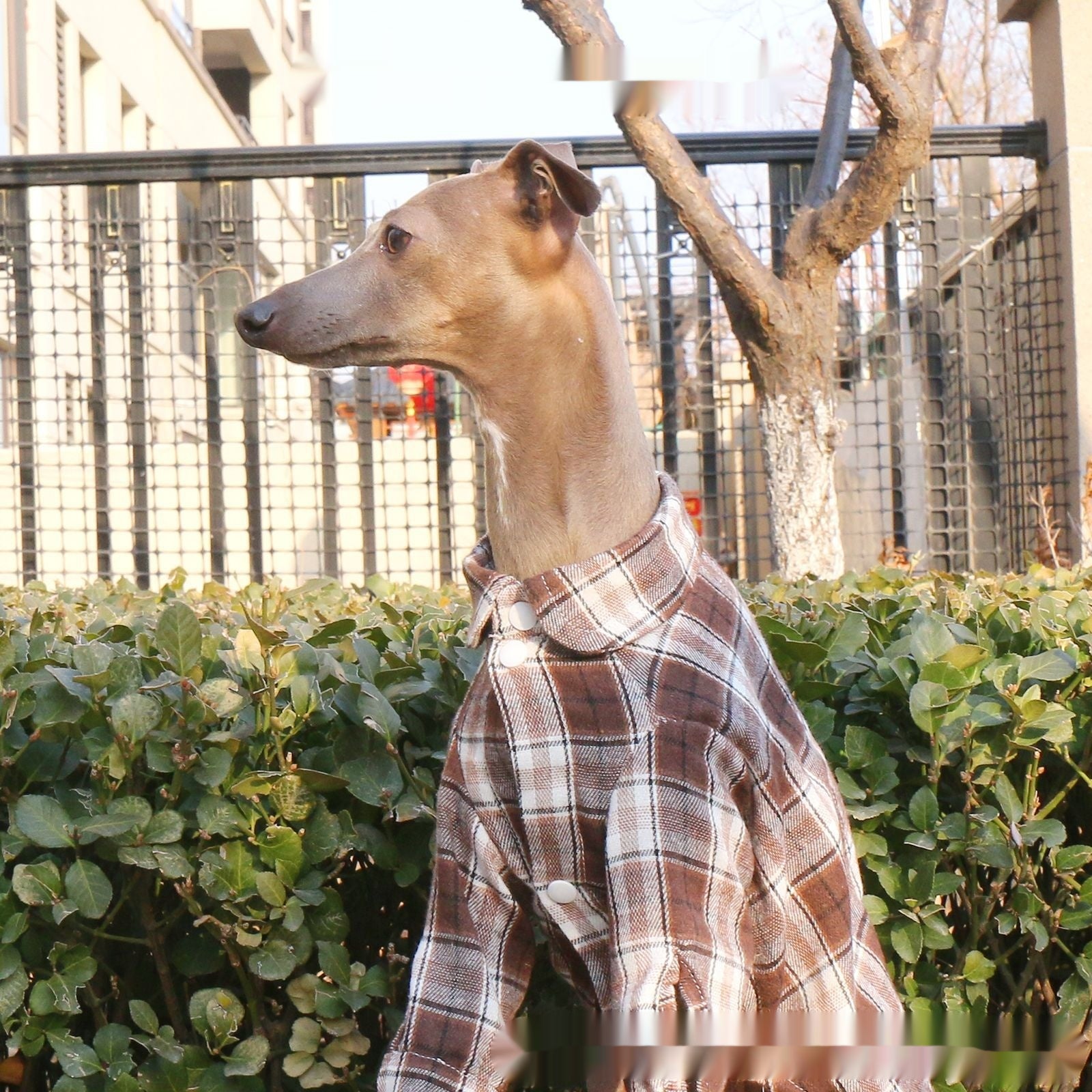 Printemps d'arrivée Plaid chien mode pour les animaux de compagnie