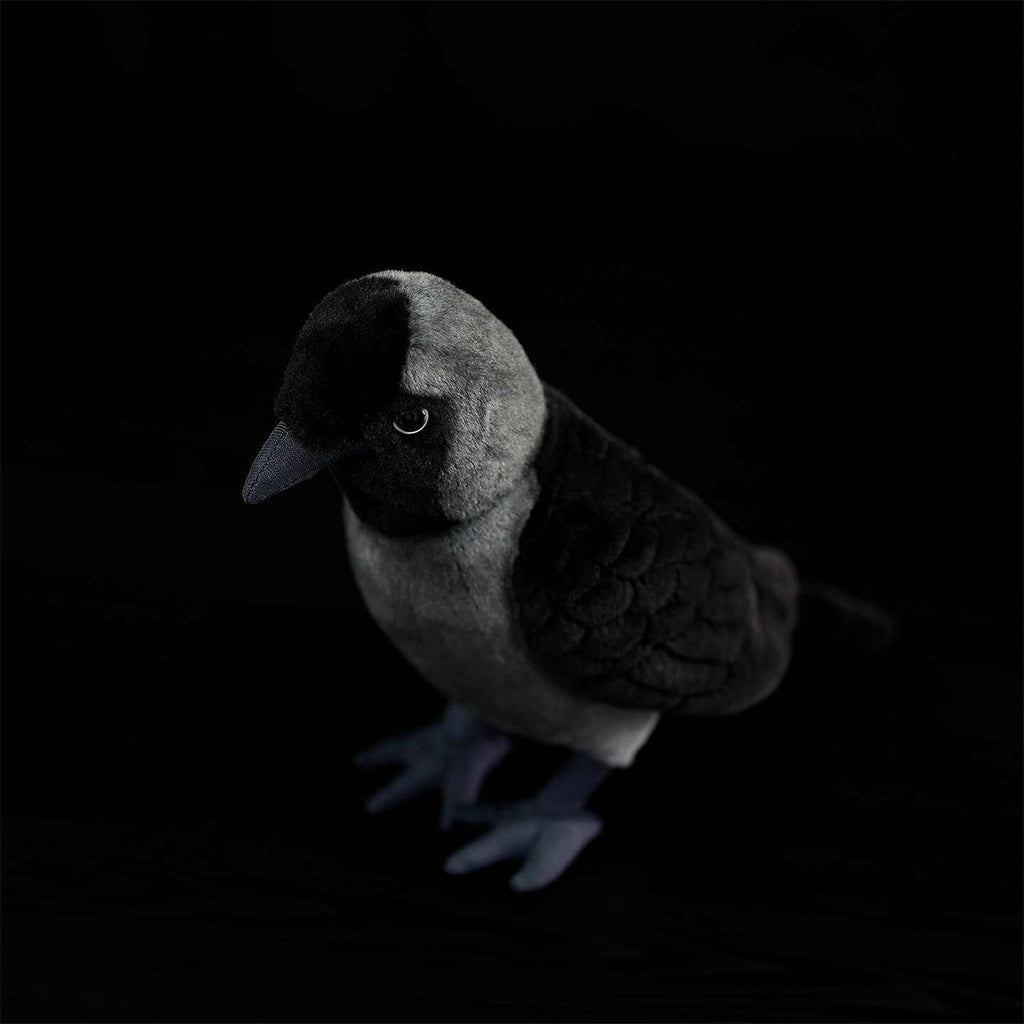 Les poupées en peluche de Jackdaw Ouest sont mignonnes