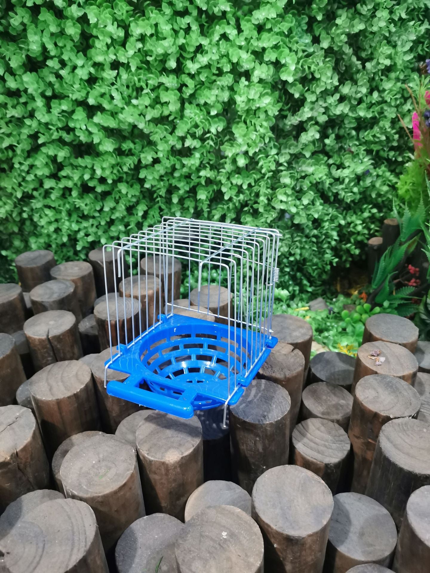 Petit perroquet nicheur Nid d'oiseaux