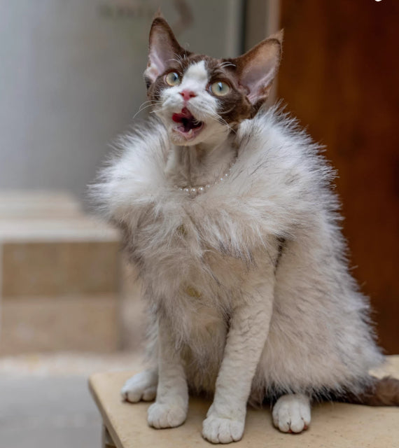 Faux Fox fourrure cuir cheveux courts Cat vêtements sans cheveux