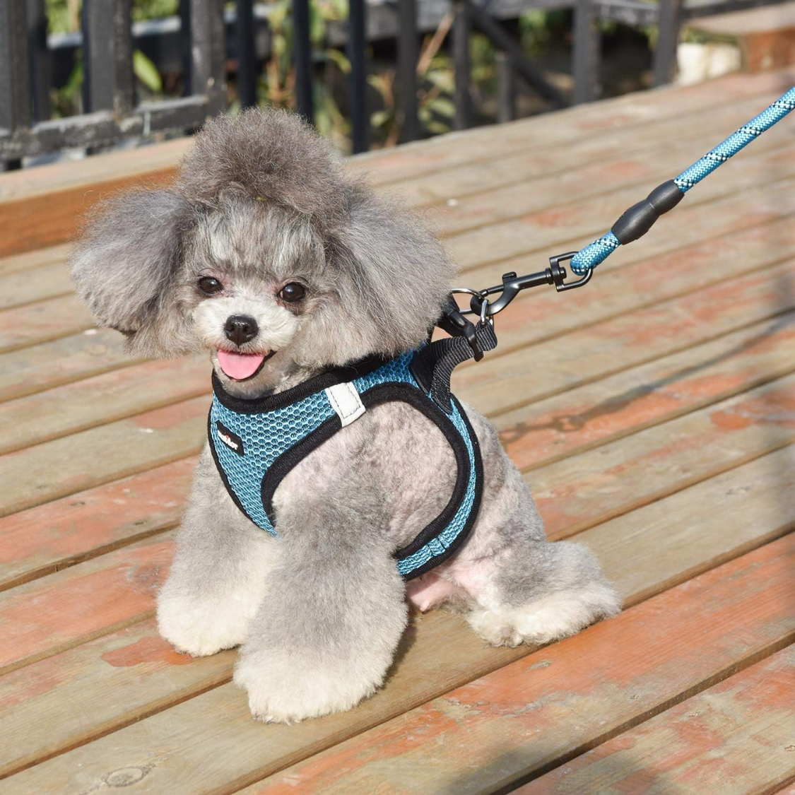 Harnais pour chiens de chat respirants pour petits chiens moyens