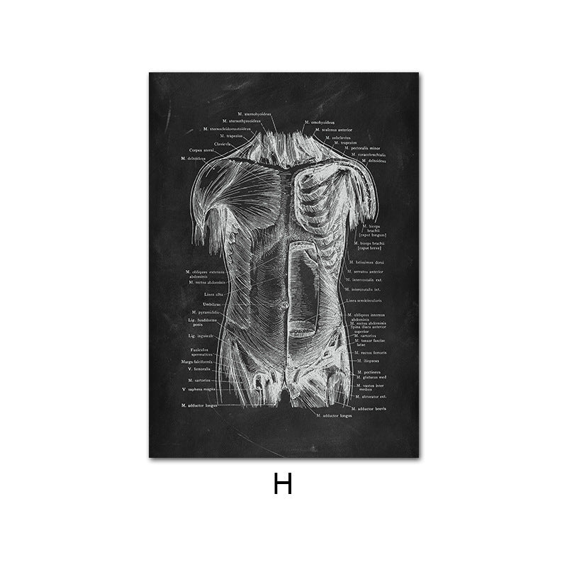 Peinture sur toile du système d'organes de squelette d'anatomie humaine