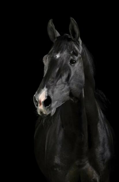Affiches d'animaux de toile et impression de décoration murale