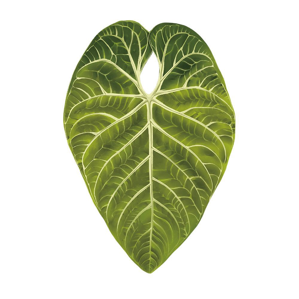 Magic plants tropical plants Creative Greenery Refrigerator Magnets