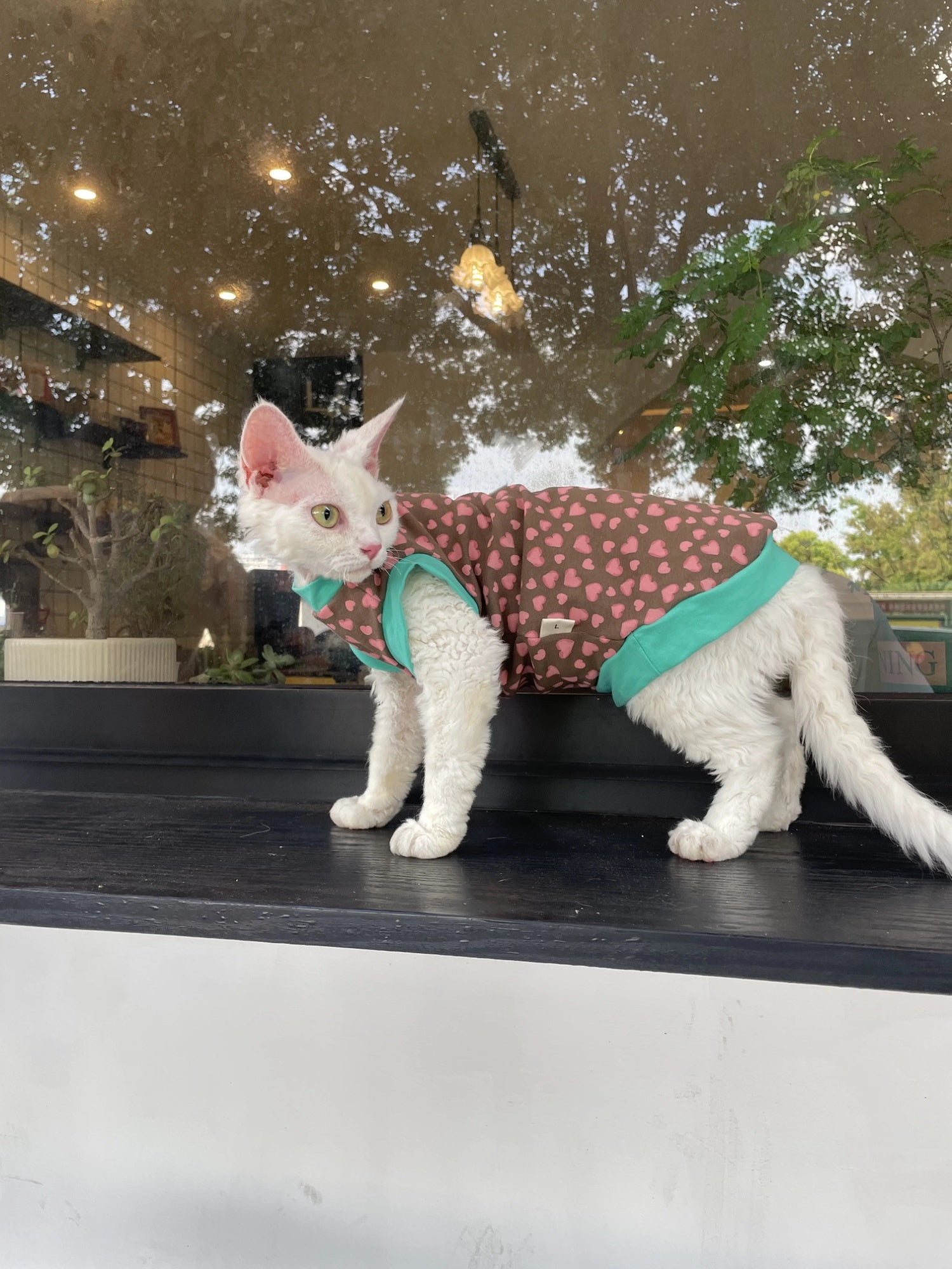 Sphynx Chat Cotton Été Chemise Coeurs Pattern pour chats sans cheveux