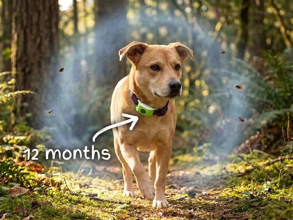 12 mois de vol libre