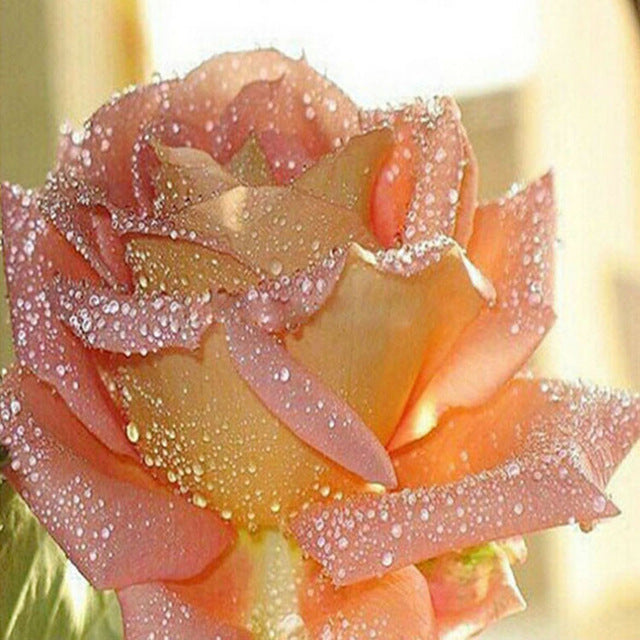 Diamant Peinture Mosaic Rose Kit de broderie complète