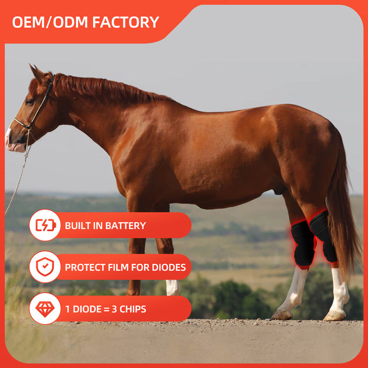 Instrument de photothérapie portable pour récupérer le genou arrière du cheval