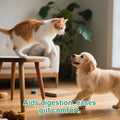 Poudre de nettoyage des dents des animaux de compagnie