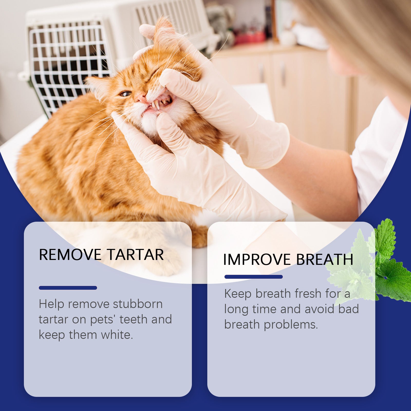 Poudre de nettoyage des dents des animaux de compagnie