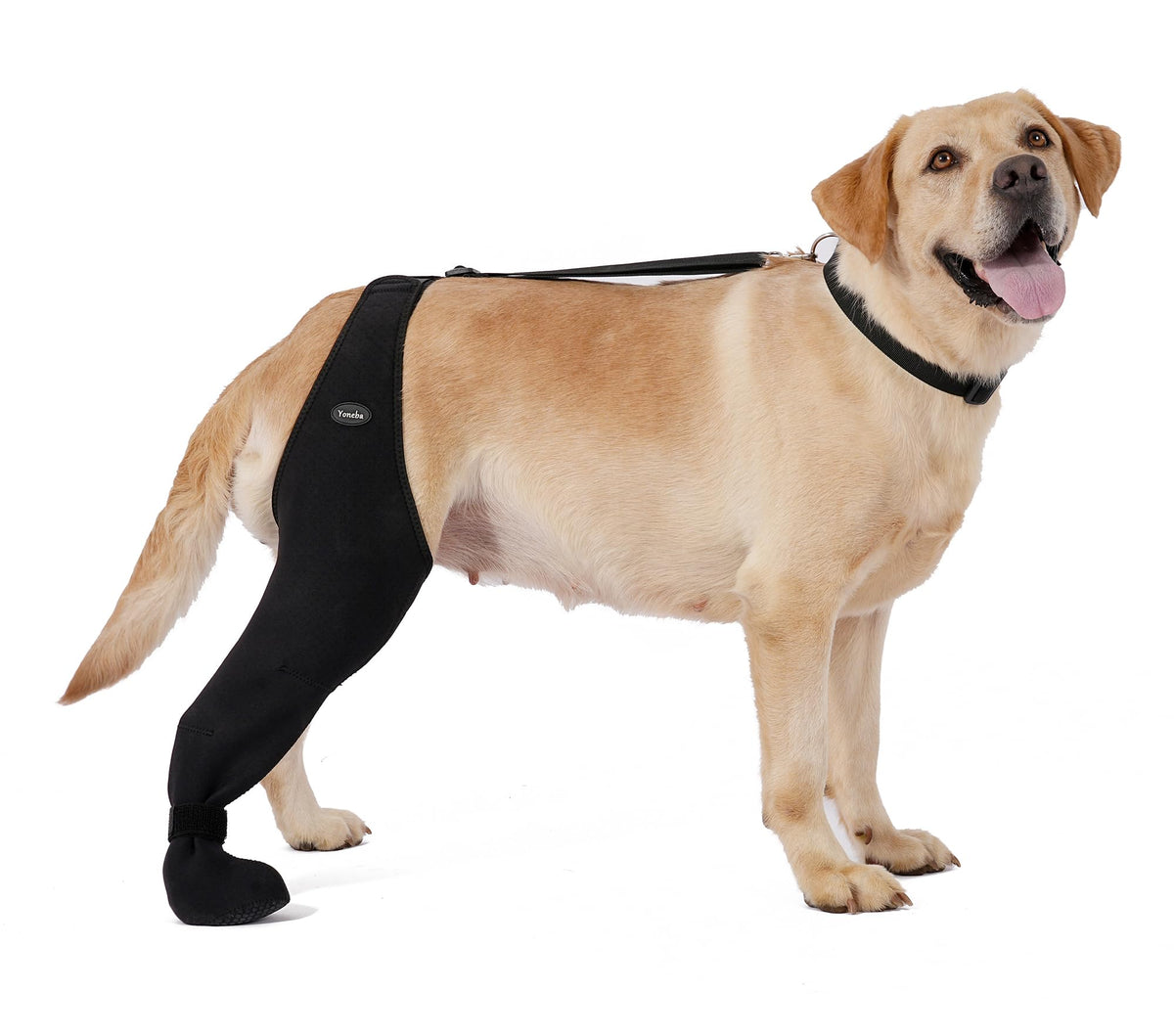 Chaussettes pour chiens pour empêcher les pattes de câlin