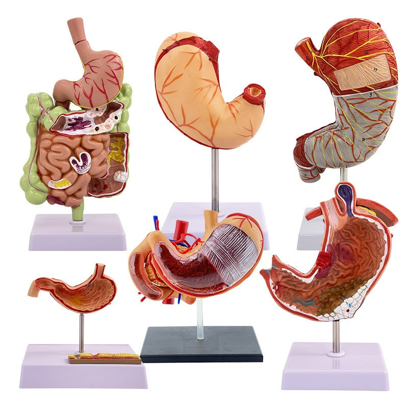 Modèle du système digestif humain Section coronale gastrique Anatomie anorectale Enseignement médical Ai