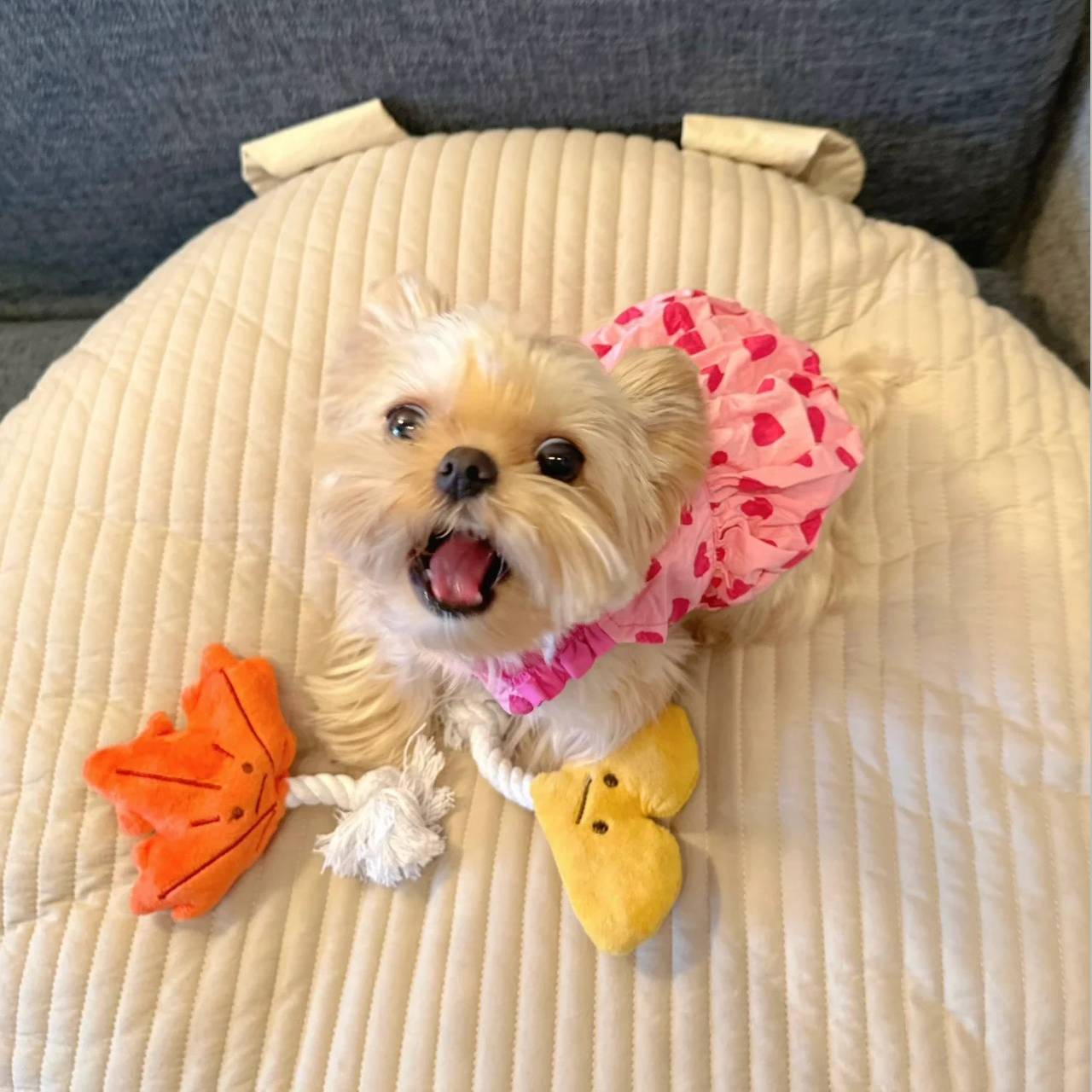 Robe de princesse pour chiens de printemps d'été