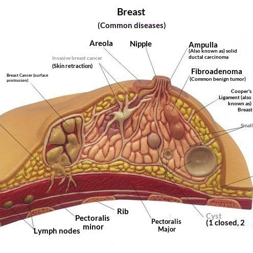 Anatomie mammaire féminine Modèle pathologique mammaire Allaitement Gynécologie Aide pédagogique