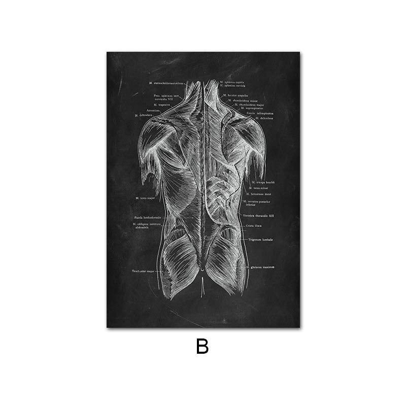 Peinture sur toile du système d'organes de squelette d'anatomie humaine