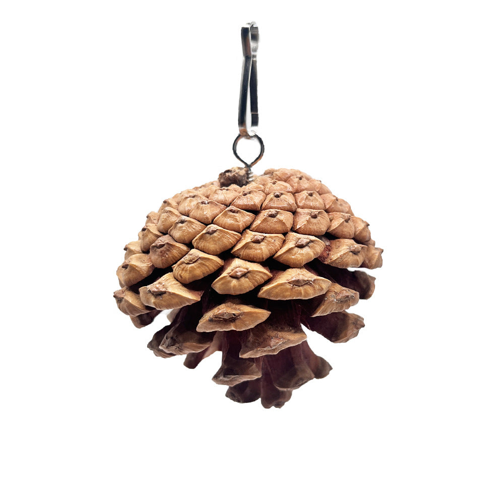 Jouet de bite de perroquet peut accrocher avec des clous de pin Cones