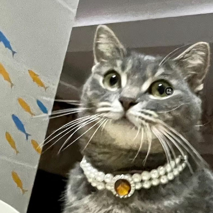 Collier de collier en perles de chat