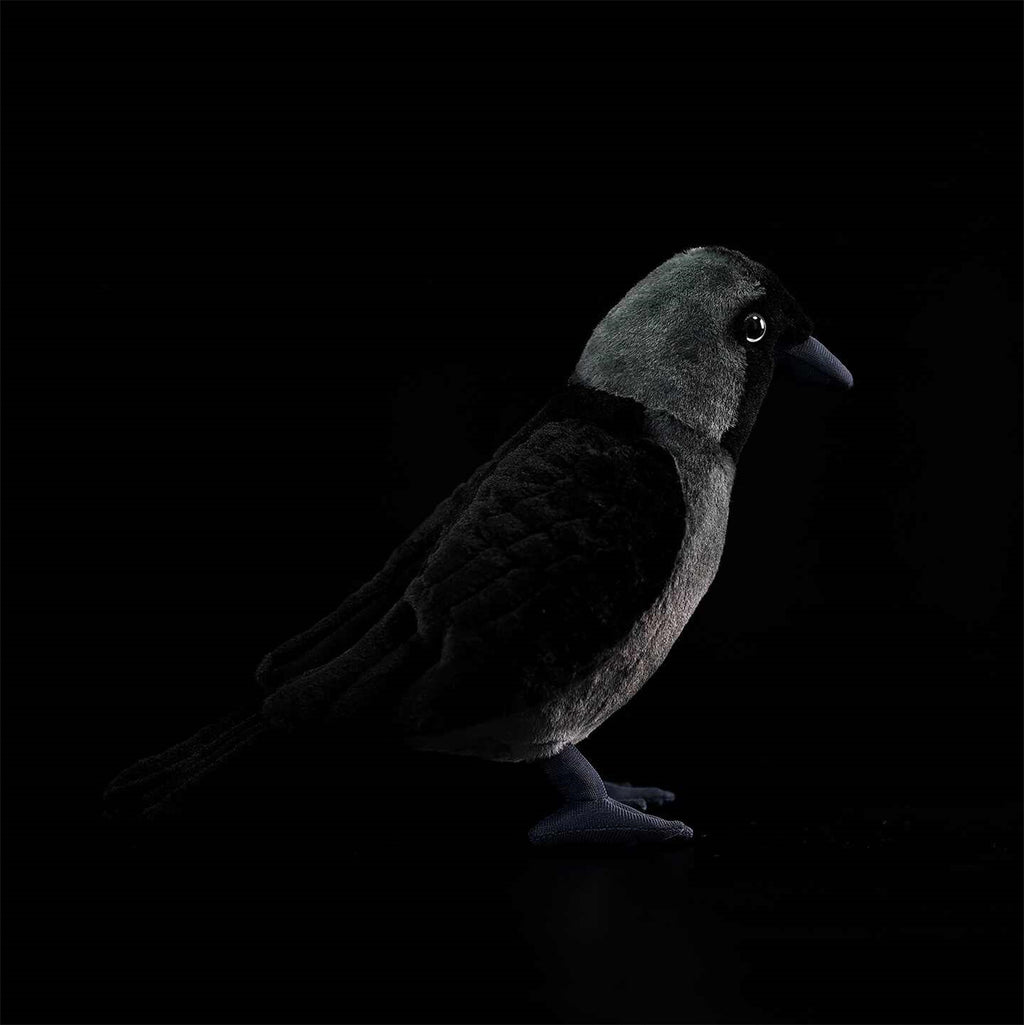 Les poupées en peluche de Jackdaw Ouest sont mignonnes