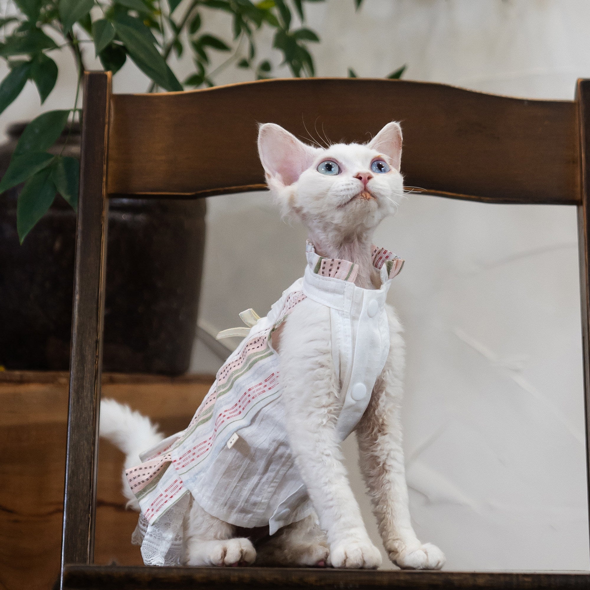 Sphynx Cat Robe Florale en coton avec Dentelle Vêtements formels pour les chats sans cheveux et Devon Rex