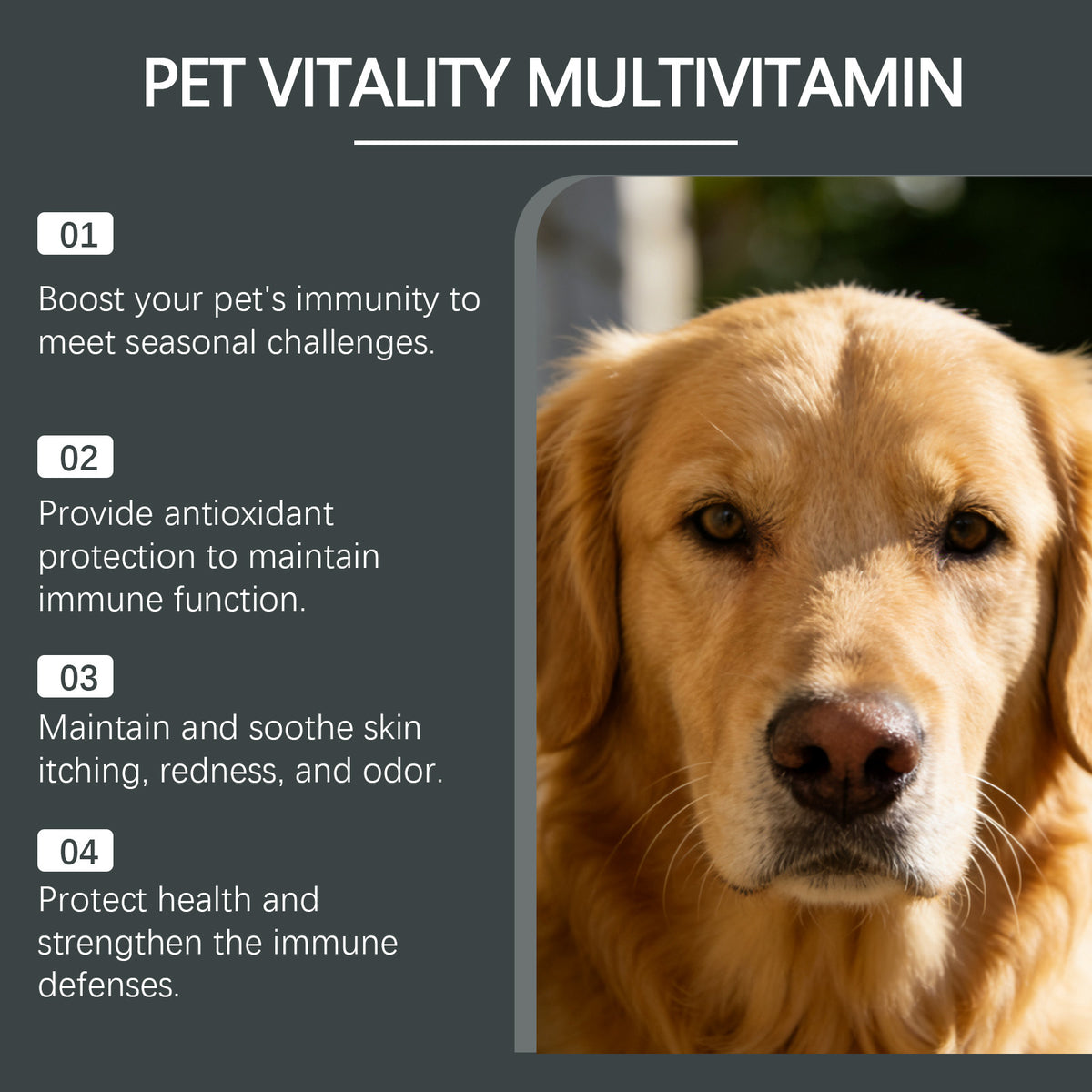 Comprimés à croquer multivitamines pour chiens