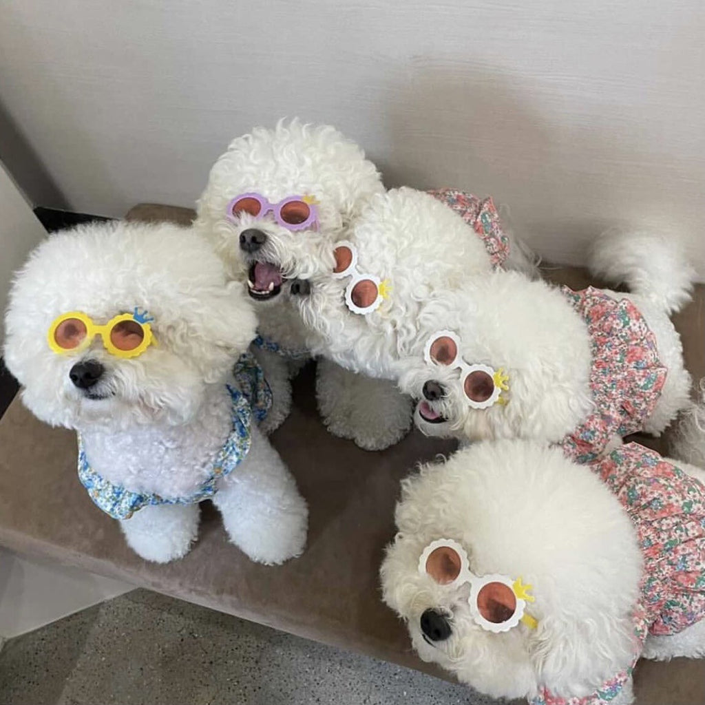 Lunettes de soleil de chat mignon de chien Photo