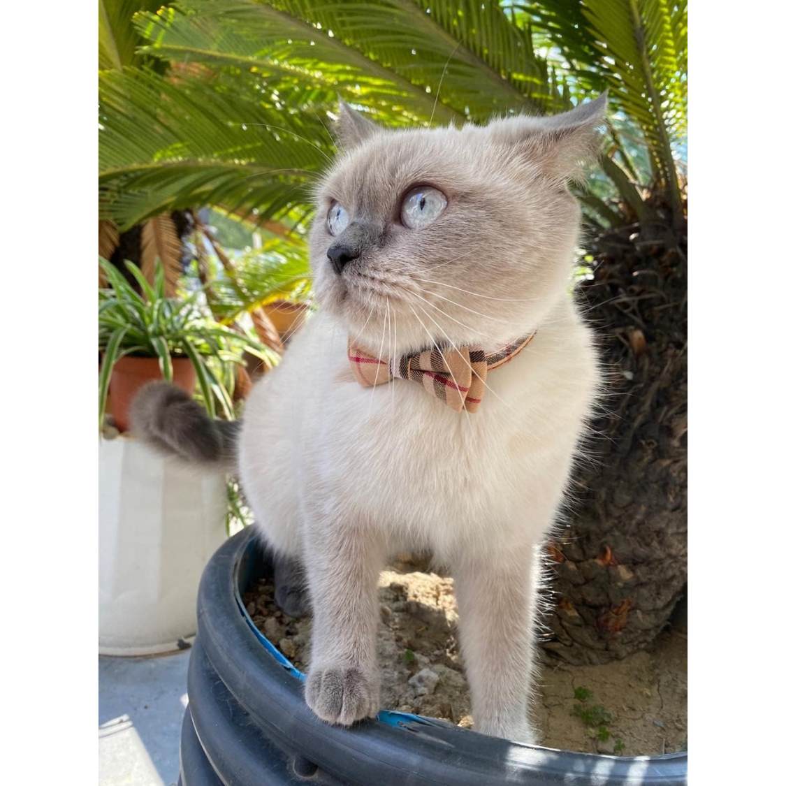 Colliers de chat Breakaway avec mignon Bow Bell 2 Pack Collier de chaton Plaid Collier de chat avec Remova