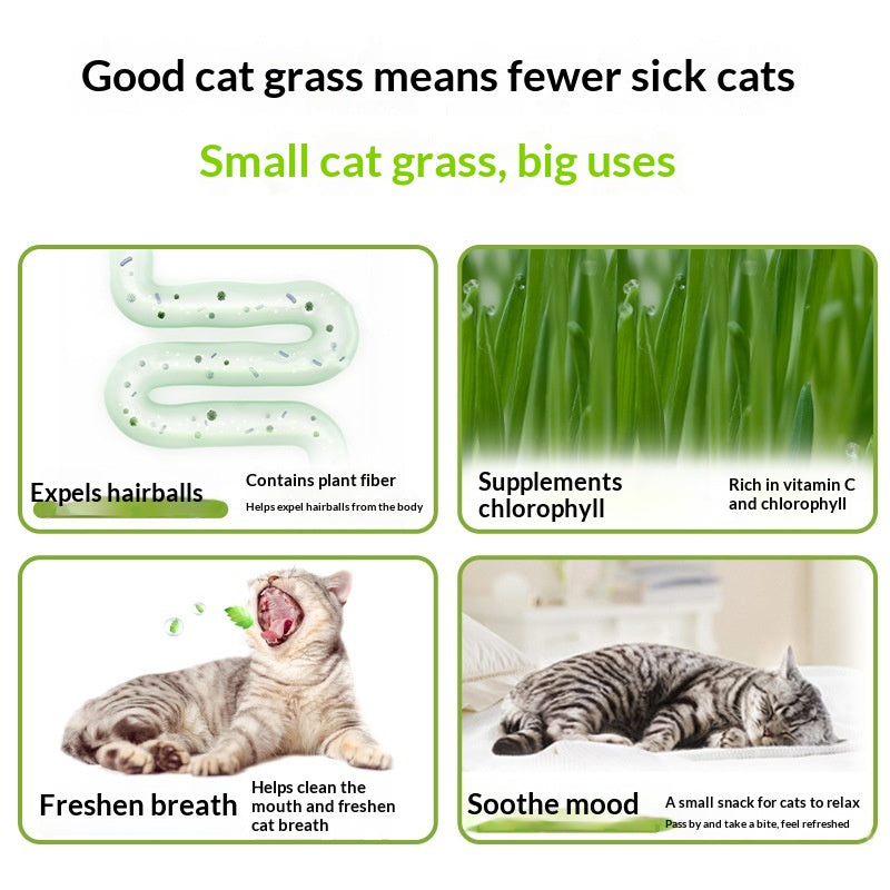 Hydroponic Cat Grass Box Natural Hairball Relief Catnip