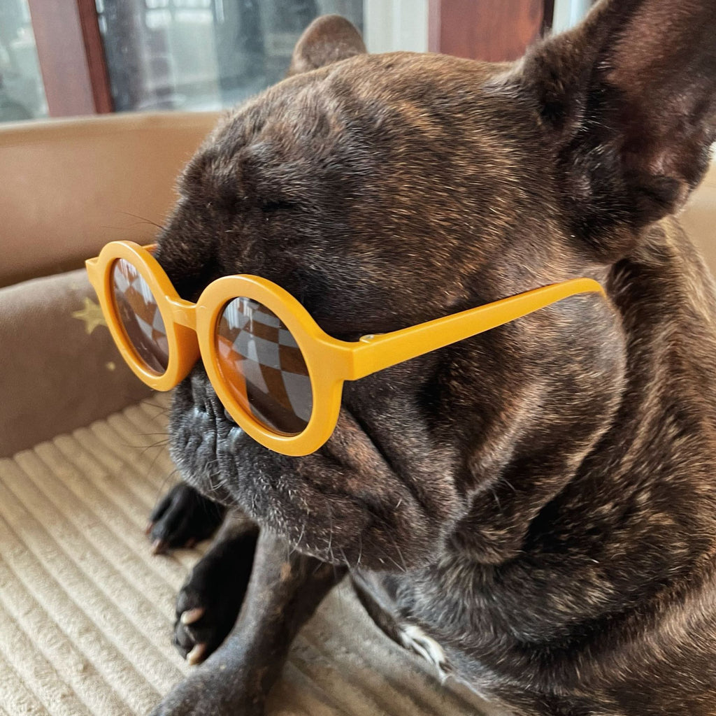 Lunettes de soleil Fashion Pet Cadre rond