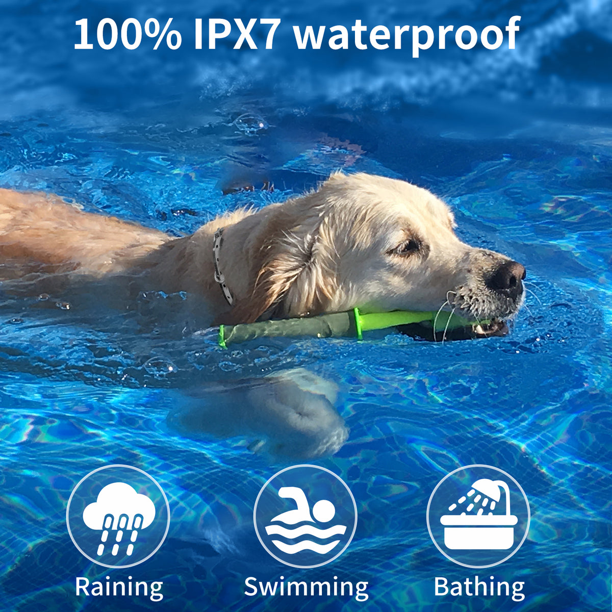 Imperméable Pet Remote Control Charging Customized Electric Training Dog Impact Pet Collar