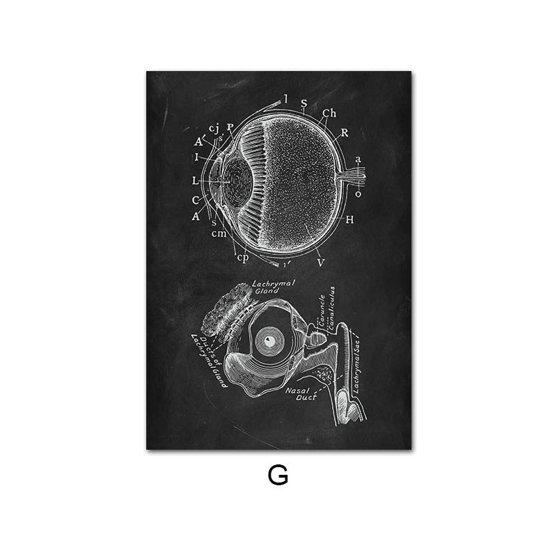 Peinture sur toile du système d'organes de squelette d'anatomie humaine