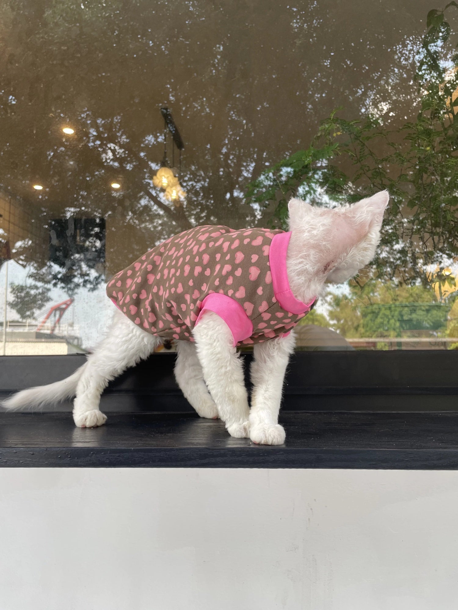 Sphynx Chat Cotton Été Chemise Coeurs Pattern pour chats sans cheveux