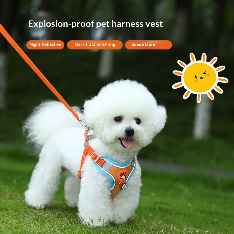 Harnais respirant respirant haute jambe Bichon et laisse