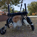 Fauteuil roulant pour chiens pour la réhabilitation de la paralyse et l'aide à la mobilité pour chiens handicapés