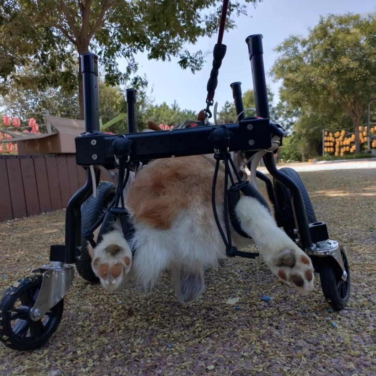 Fauteuil roulant pour chiens pour la réhabilitation de la paralyse et l'aide à la mobilité pour chiens handicapés