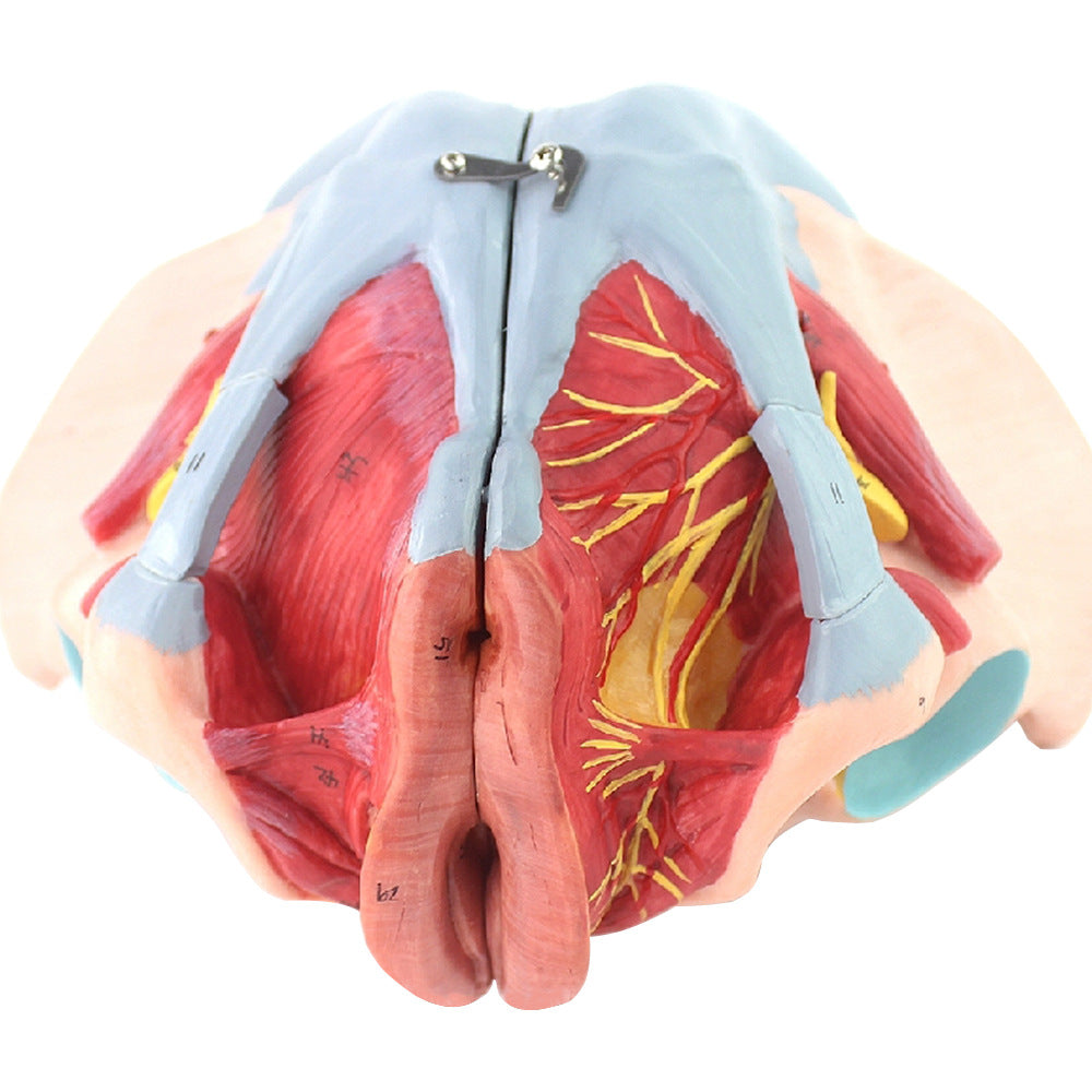 Modèle anatomique des muscles du plancher pelvien attachés à la femelle humaine Pelvis