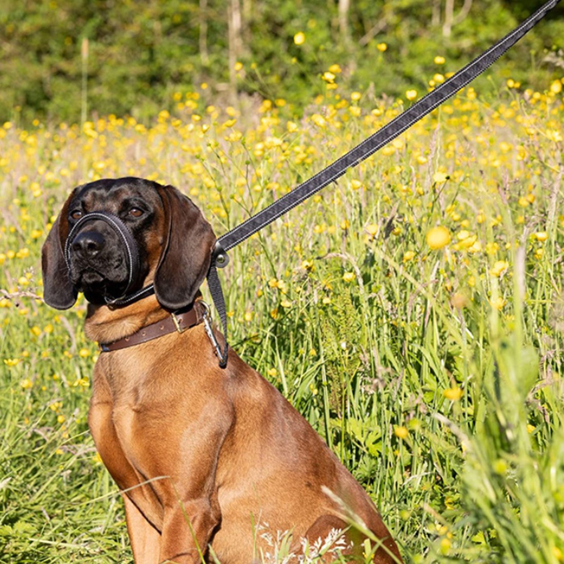 Muselière Anti-Bite intégrée et laisse pour chiens et distributeur de plomb et de déchets