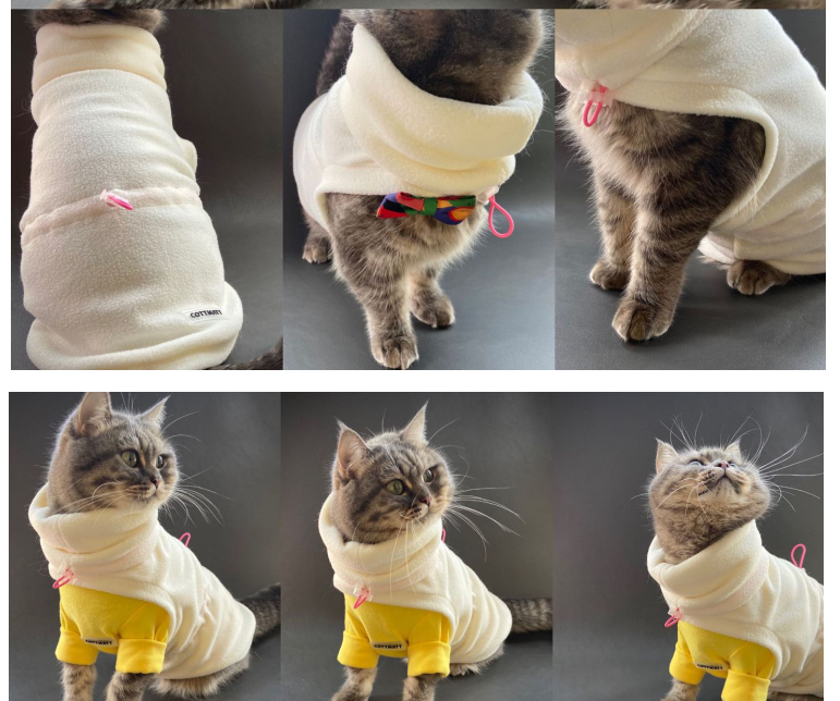 Sphinx de chat sans cheveux d'hiver allemand universel