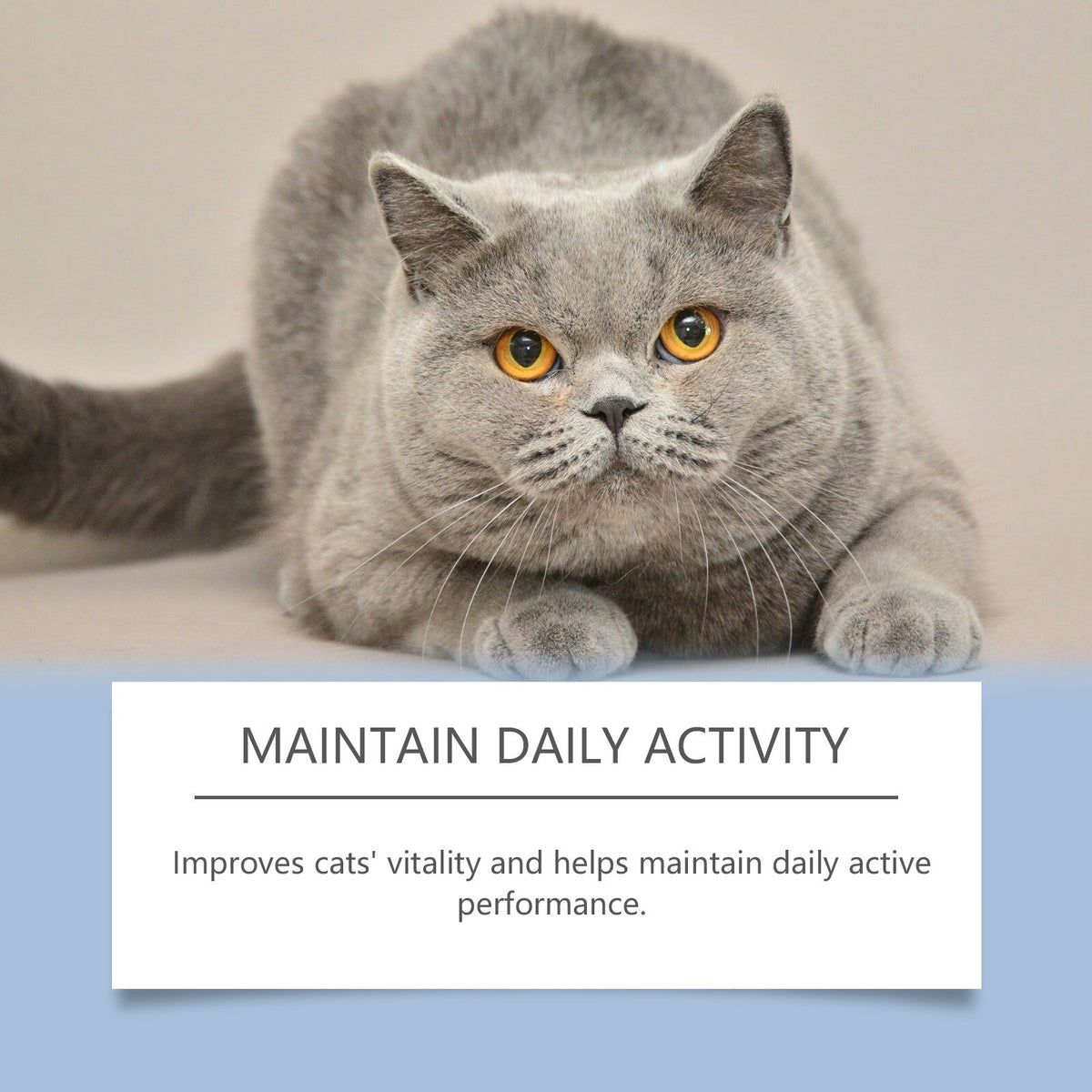 Suppléments de vitamine Yegbong pour chats