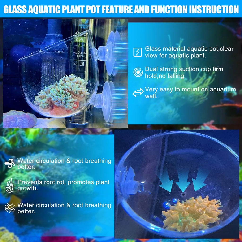 Pot en verre Aquarium pour la décoration