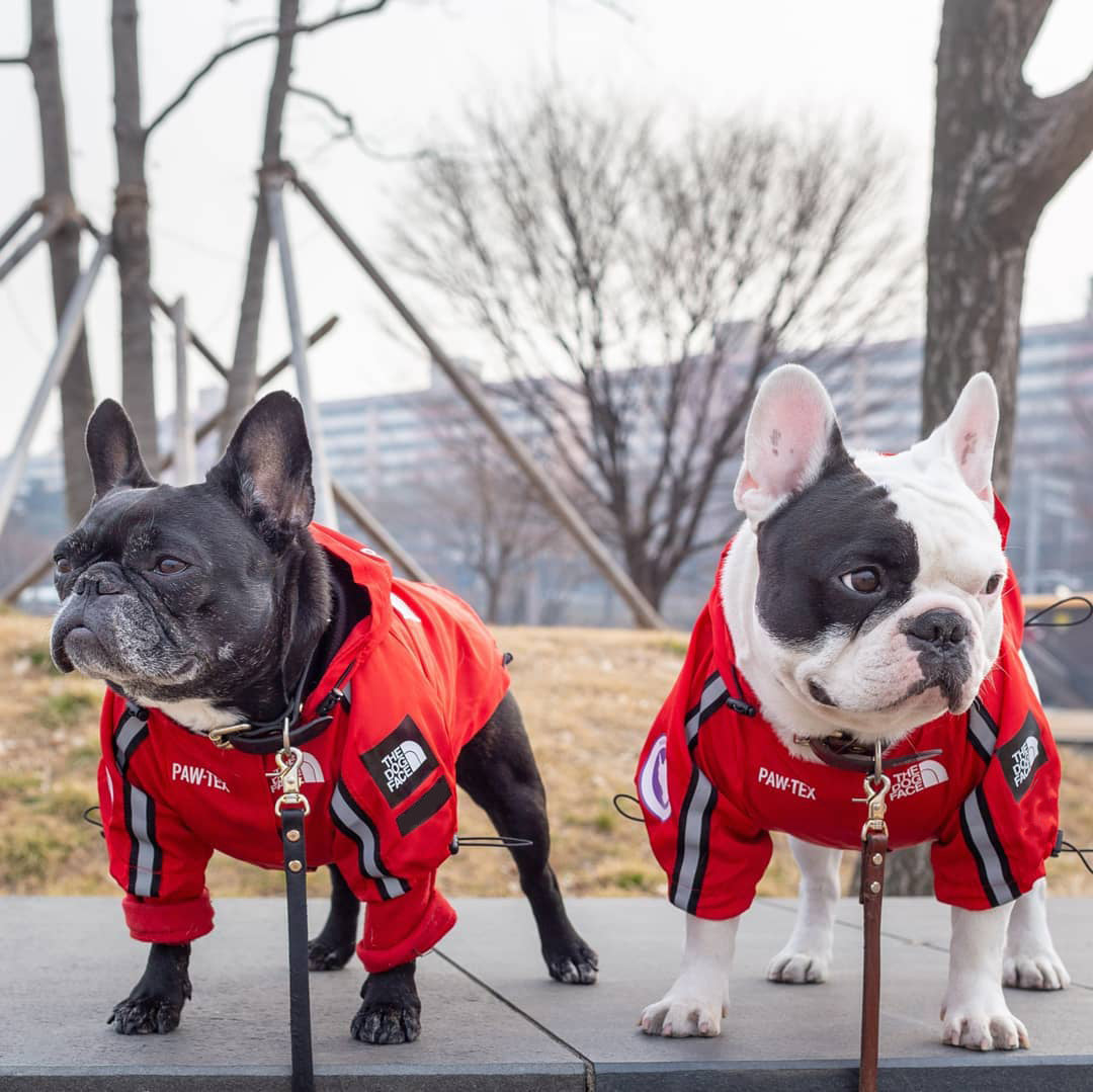 Pare-brise et imperméable grand chien imperméable