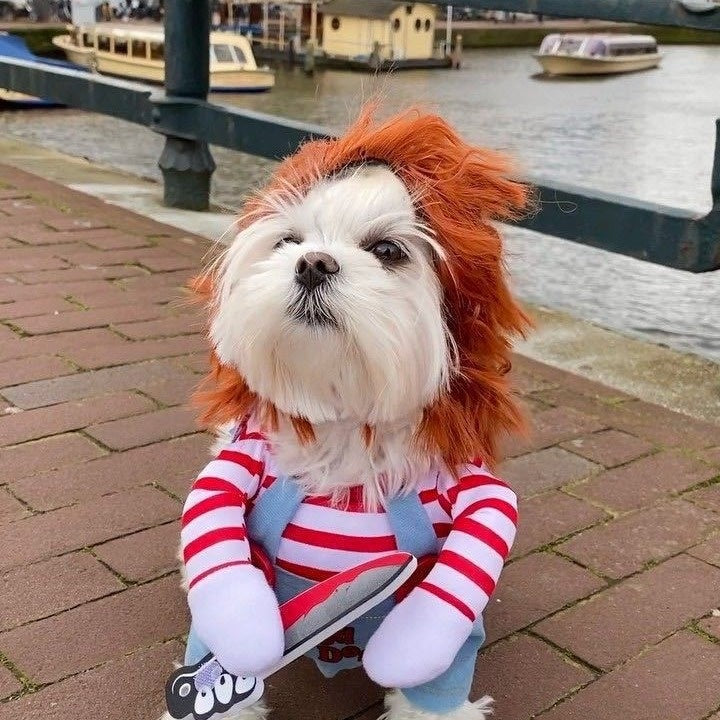 Vêtements pour animaux de compagnie Cat et vêtements pour chiens