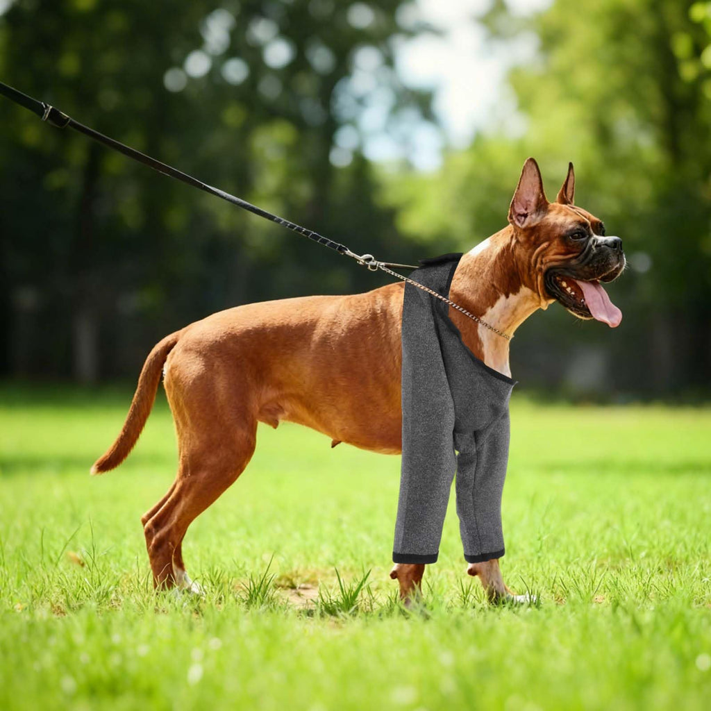 Manches des jambes de chien