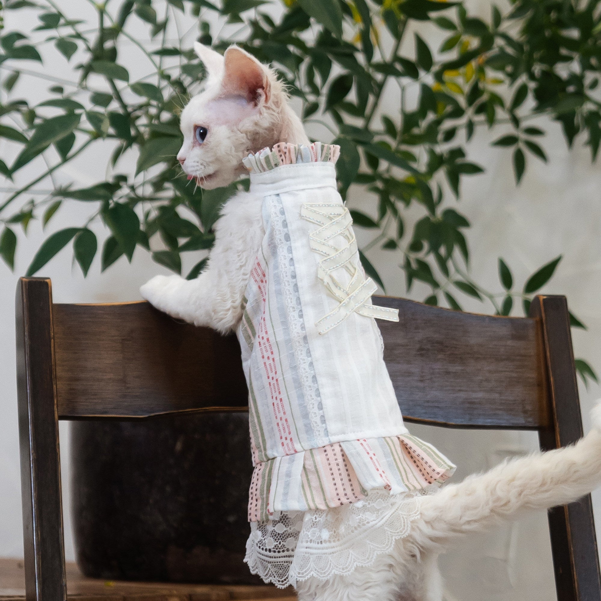 Sphynx Cat Robe Florale en coton avec Dentelle Vêtements formels pour les chats sans cheveux et Devon Rex