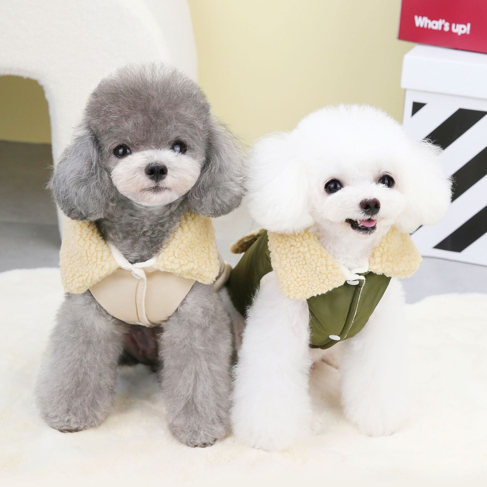 Teddy Cat Collier de fourrure nordique Veste de coton
