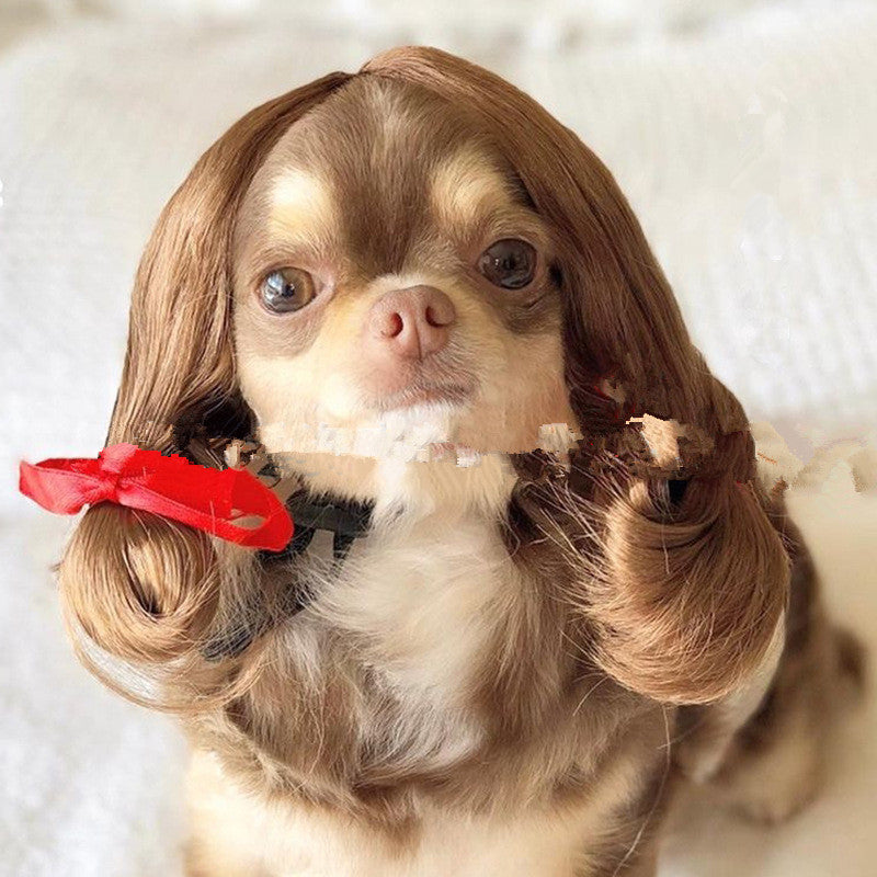 Chien de chien Afro Head Bangs Pigtail