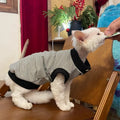 T-shirt Sphynx Cat Spring doux sans manches